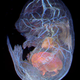 Image for article titled The year's strangest, most beautiful visions of the microverse